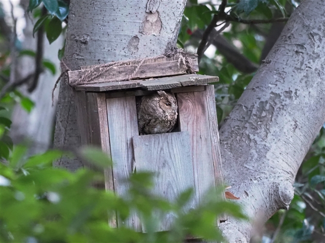 IIRmnYN,Collared Scops Owl